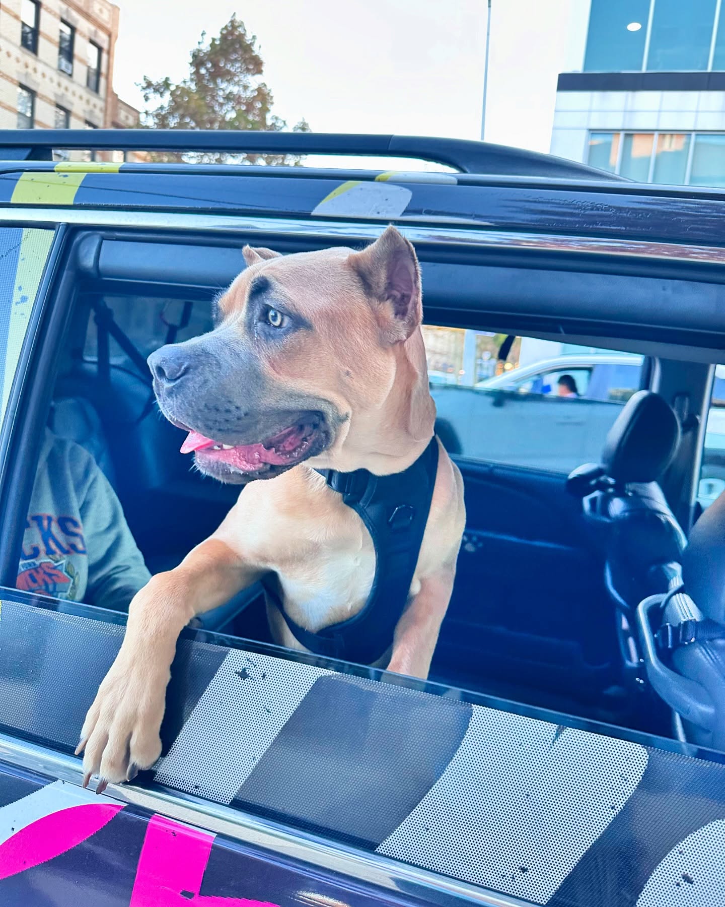 Harley, a fawn Cane Corso mix, looking to the right from a car window