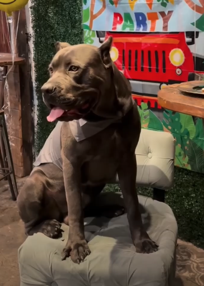 Kane, a dark gray Cane Corso mix, looking to the right