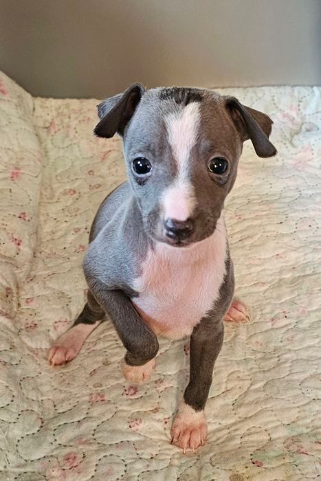 Neelu as a tiny puppy sitting on a floral quilt, looking up with big round eyes
