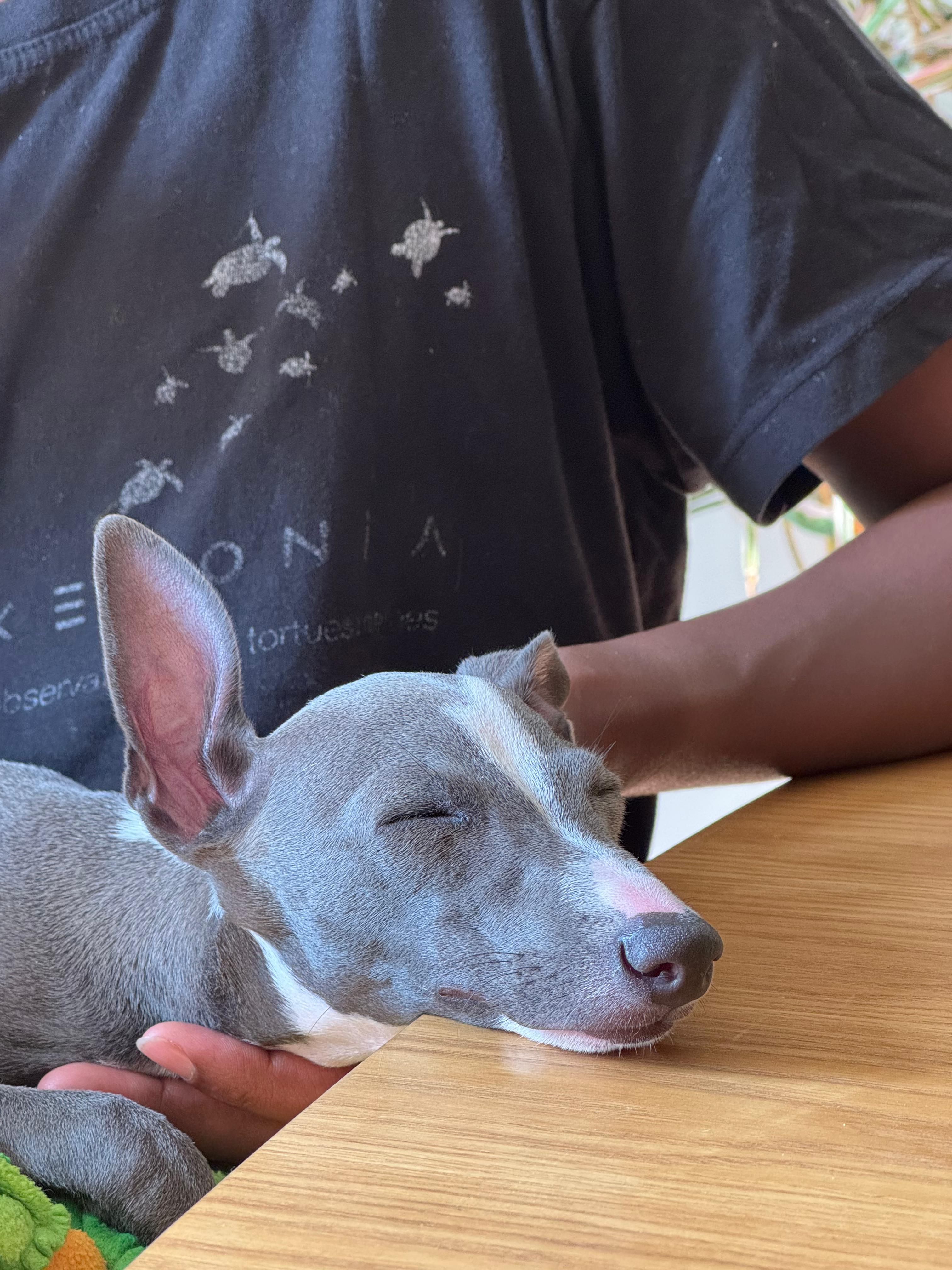 Neelu resting his head on a table with eyes closed, peacefully dozing off