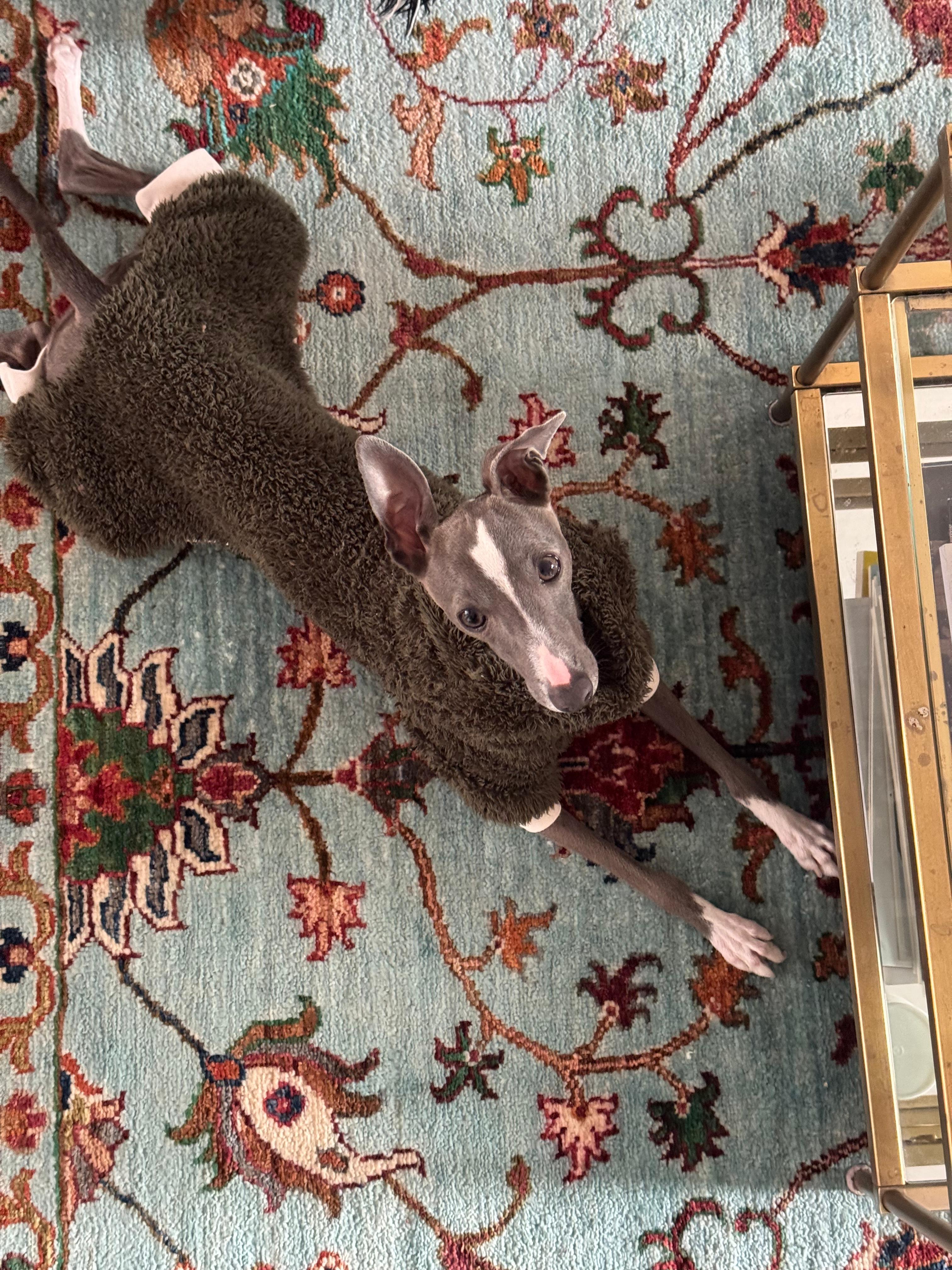 Neelu relaxing in a warm brown sweater on a blue floral rug